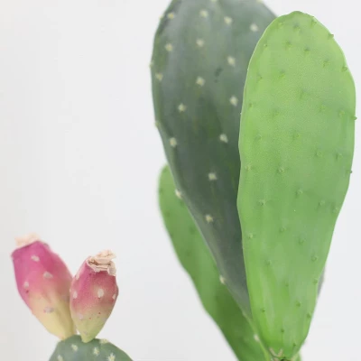 42" Artificial Cactus Plant – Realistic Large Potted Cactus, Low Maintenance, Indoor Outdoor Decorative Greenery For Home, Office, Garden 5 42" Artificial Cactus Plant – Realistic Large Potted Cactus, Low Maintenance, Indoor Outdoor Decorative Greenery For Home, Office, Garden - Image 5